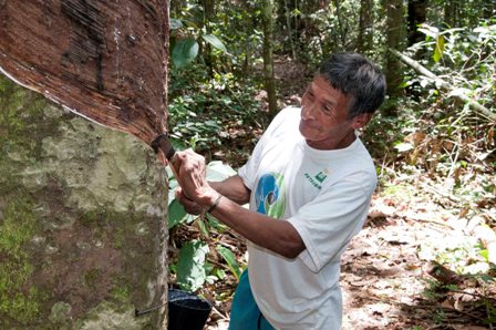 Com apoio do Projeto Berço das Águas, povo Myky retoma parcerias para extrair látex em MT.